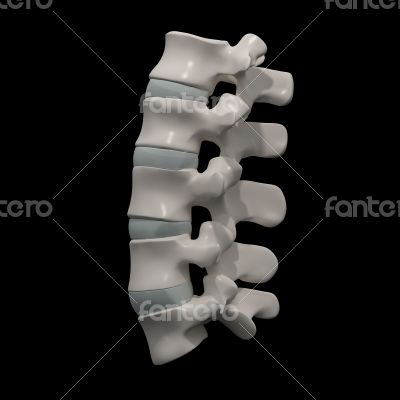 spinal disc