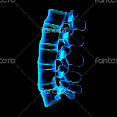 3d rendered illustration-lumbar side view