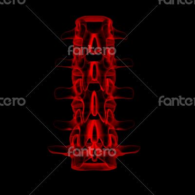 3d rendered illustration-lumbar back view