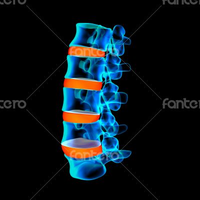 spinal disc spinal disc