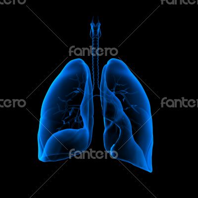 3D medical illustration - lungs front view