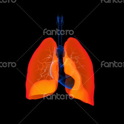 Human respiratory system lung red colored Human respiratory system lung red colored
