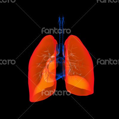Human respiratory system lung red colored