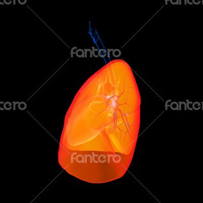 Human respiratory system lung red colored