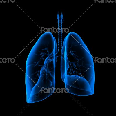 3D medical illustration - lungs back view