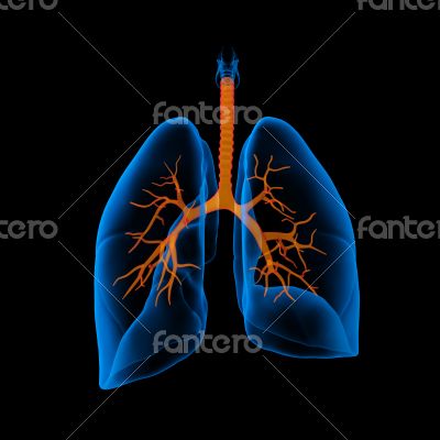 lungs with visible bronchi