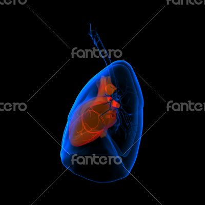 lungs with visible heart 