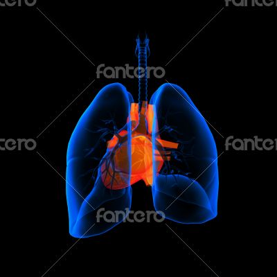 lungs with visible heart 