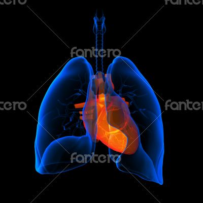 lungs with visible heart 