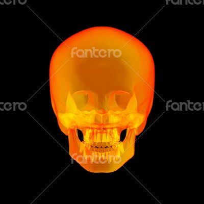 Isolated human x ray skull on black background