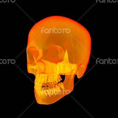 Isolated human x ray skull on black background