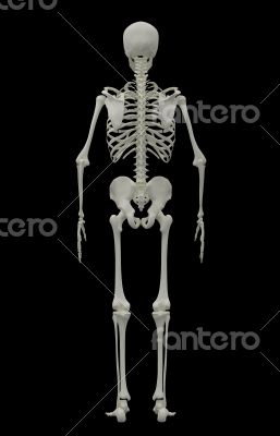 3d rendered Skeleton on black background