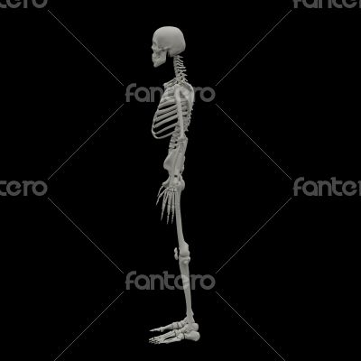 3d rendered Skeleton on black background
