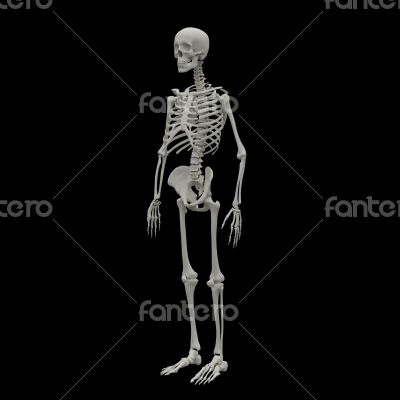 3d rendered Skeleton on black background