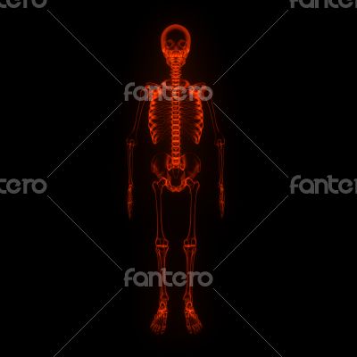 3d rendered Skeleton on black background