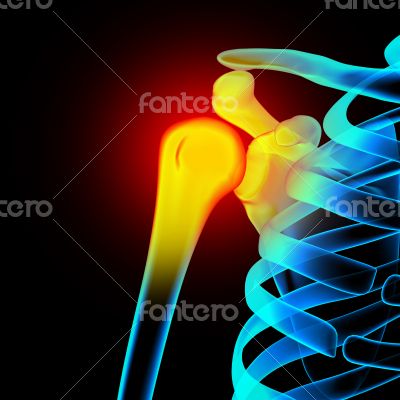 Shoulder / Scapula / Clavicle - Anatomy Bones