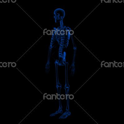 3d rendered Skeleton on a black background
