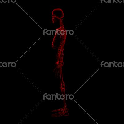 3d rendered Skeleton on a black background