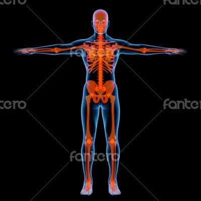 Skeleton of the man