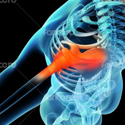 Shoulder / Scapula / Clavicle - Anatomy Bones Shoulder / Scapula / Clavicle - Anatomy Bones