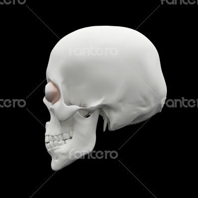 3d render human Skull