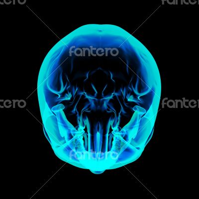 Isolated human x ray skull on black background 