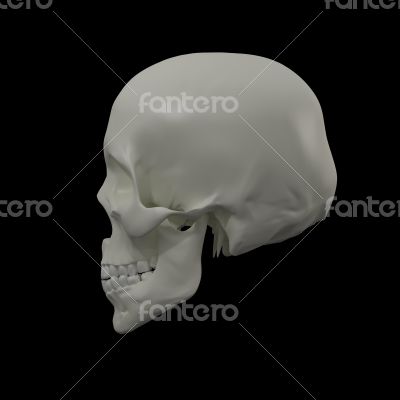  skull on black background