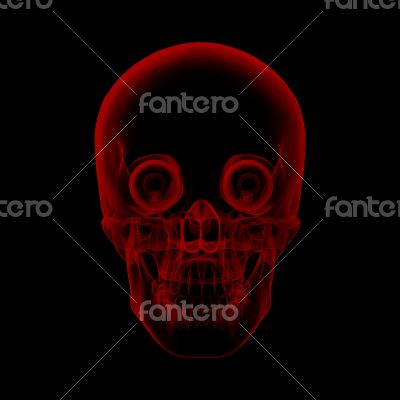 human x ray skull on black background
