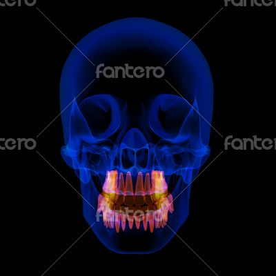 Skull with visible teeth