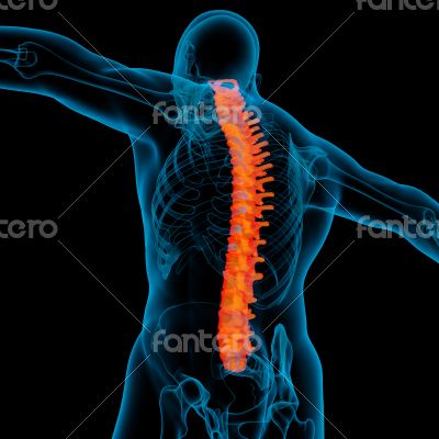 Skeleton of the man with the backbone Skeleton of the man with the backbone