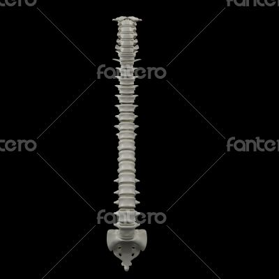 human spine