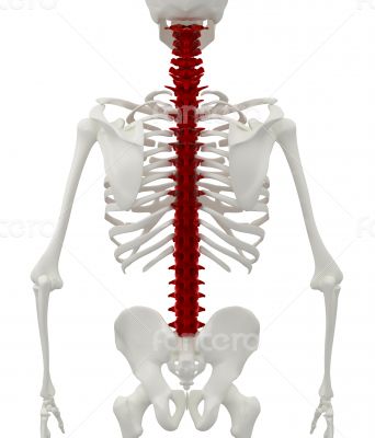 Skeleton of the man with the backache. Skeleton of the man with the backache.