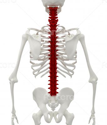 Skeleton of the man with the backache.