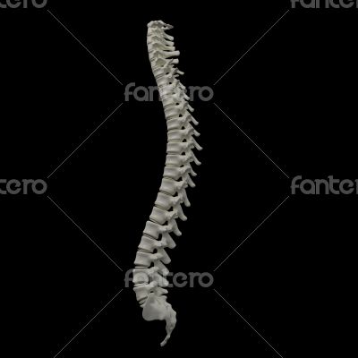 human spine