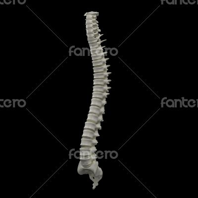 human spine