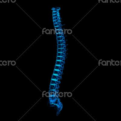 3d rendered illustration - human spine