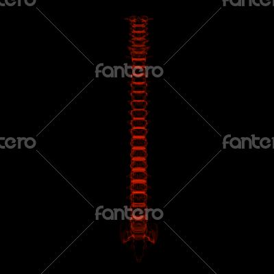 3d rendered illustration - human spine 3d rendered illustration - human spine
