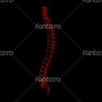 3d rendered illustration - human spine 3d rendered illustration - human spine