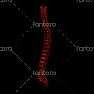 3d rendered illustration - human spine 3d rendered illustration - human spine