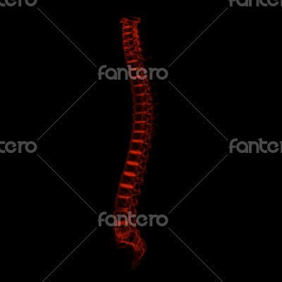 3d rendered illustration - human spine