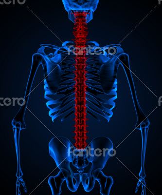 Skeleton of the man with the backache.