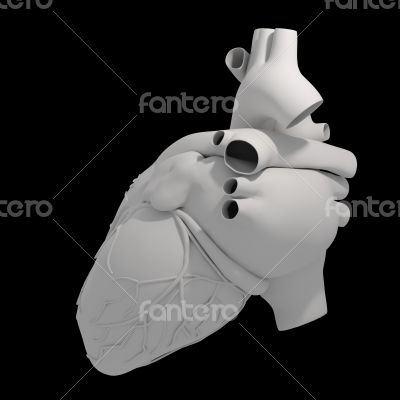 The Human Heart - back view