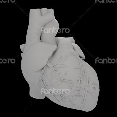 3d render illustration of The Human Heart