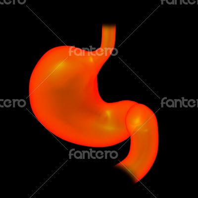 3d rendered illustration of the stomach