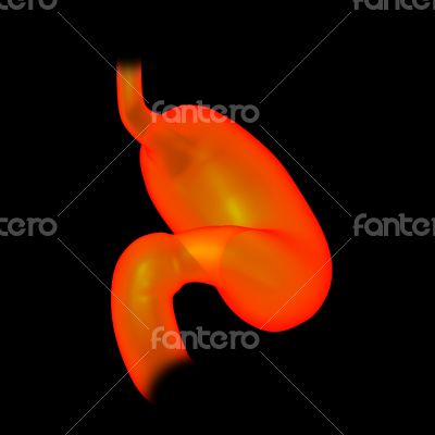 3d rendered illustration of the stomach