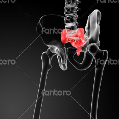 3d render illustration sacrum bone