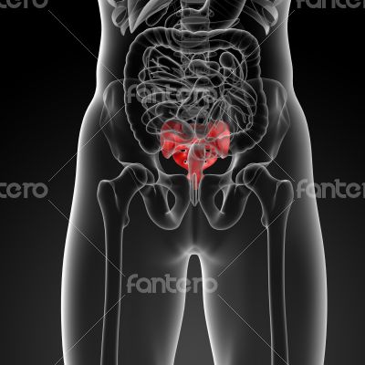 3d render illustration sacrum bone