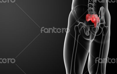 3d render illustration sacrum bone