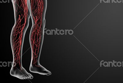 3d render lymphatic system - leg