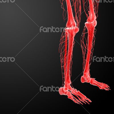 3d render lymphatic system